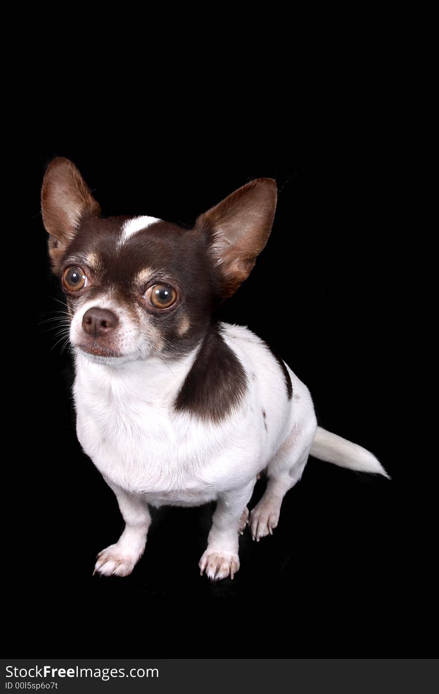 Chihuahua