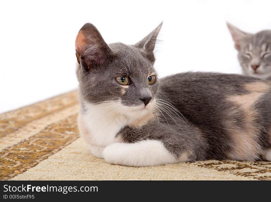 Two kitten on the carpet