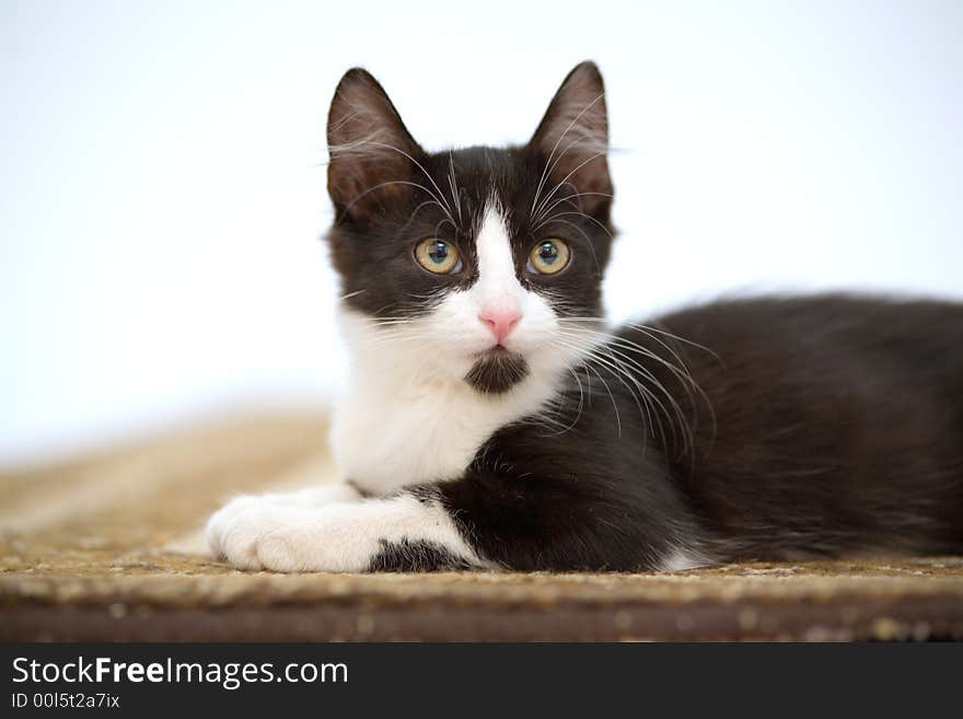 Kitten On The Carpet