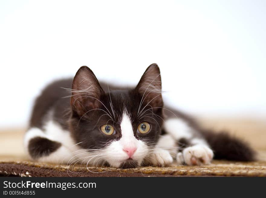 Kitten on the carpet