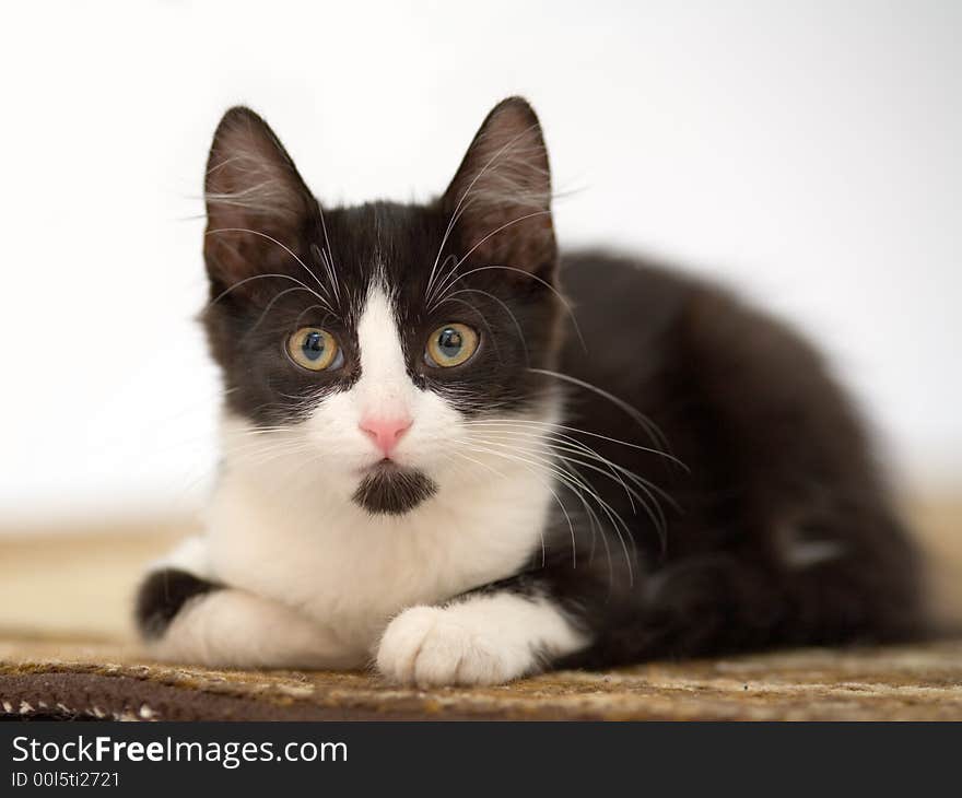 Kitten on the carpet