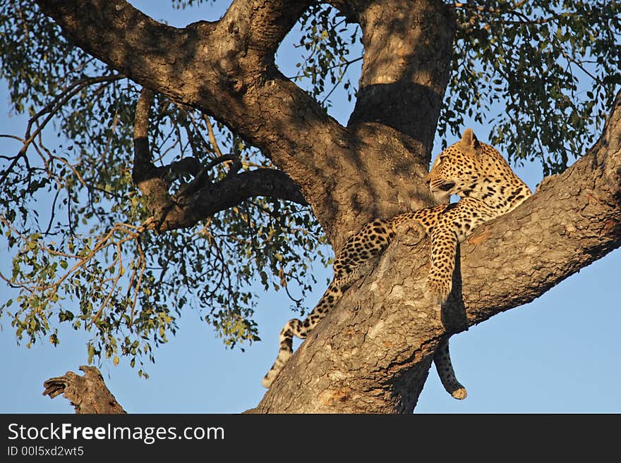 Leopard in a tree