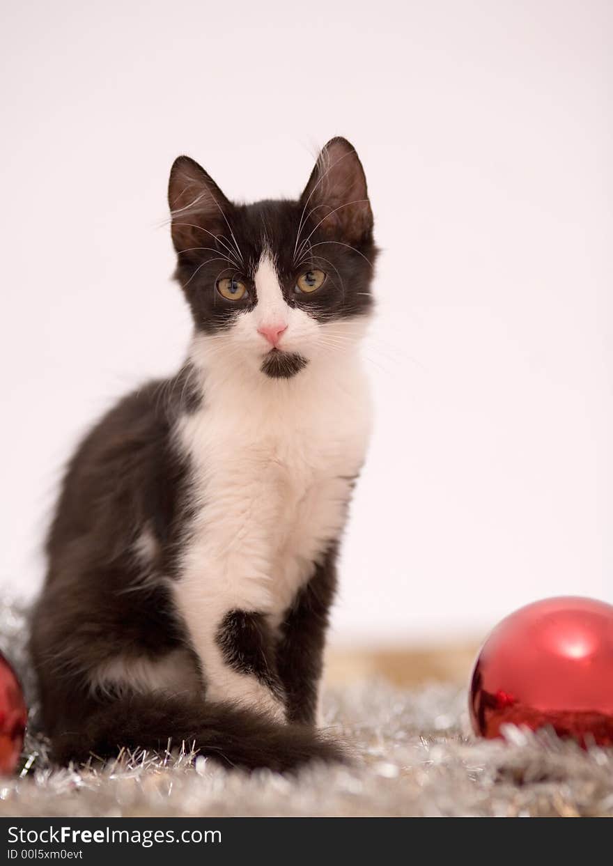 Lying kitten with christmas decorations on the carpet. Lying kitten with christmas decorations on the carpet