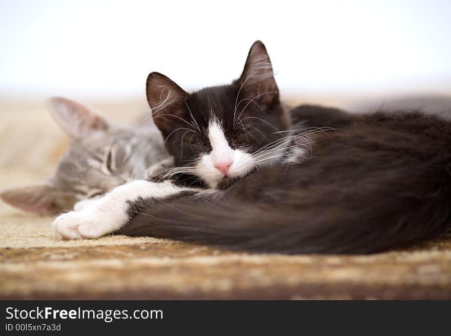 Sleeping kitten brothers on the carpet