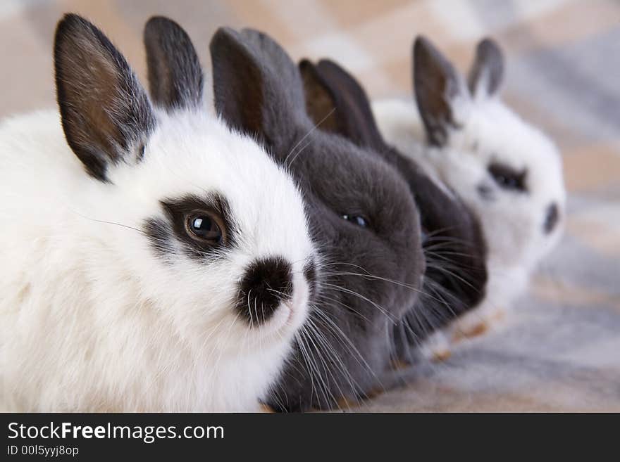 Four bunny on the blanket