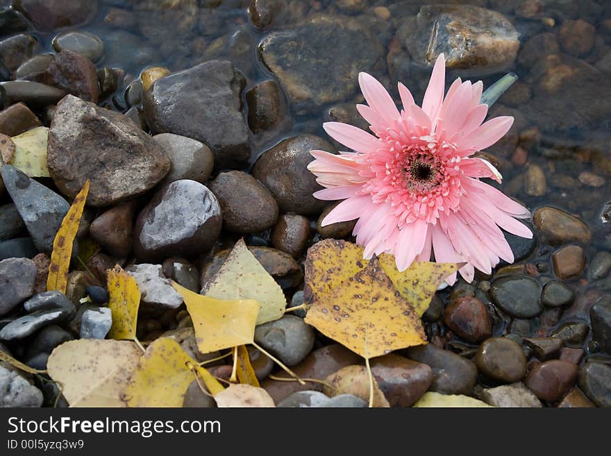 Flower on the shore of lake