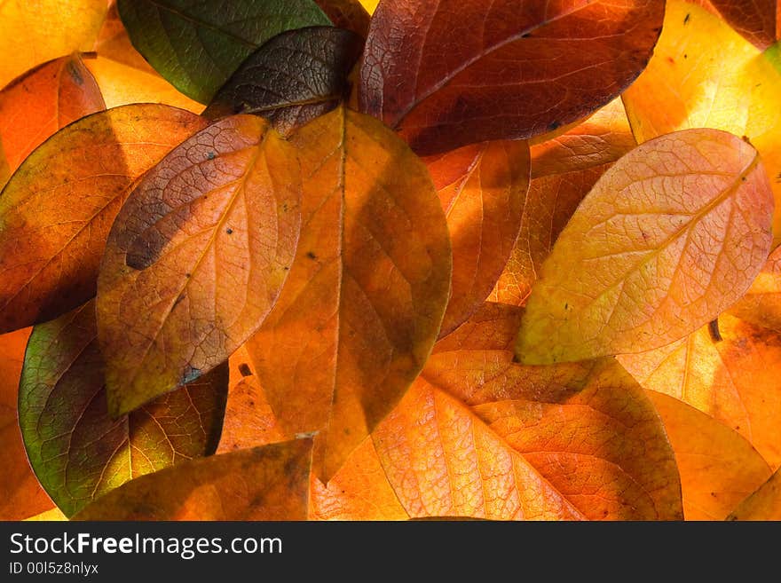 Multicolor tree leaves lies on the ground. Multicolor tree leaves lies on the ground