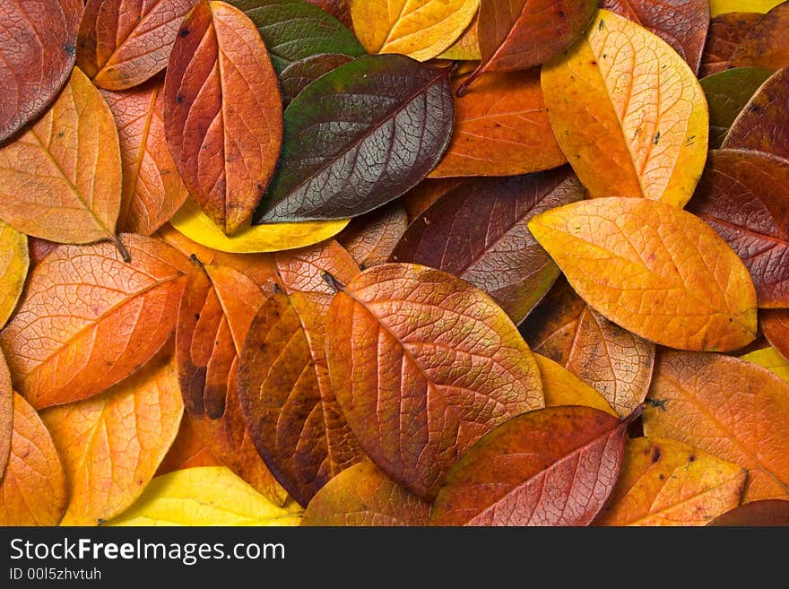 Multicolor tree leaves lies on the ground. Multicolor tree leaves lies on the ground