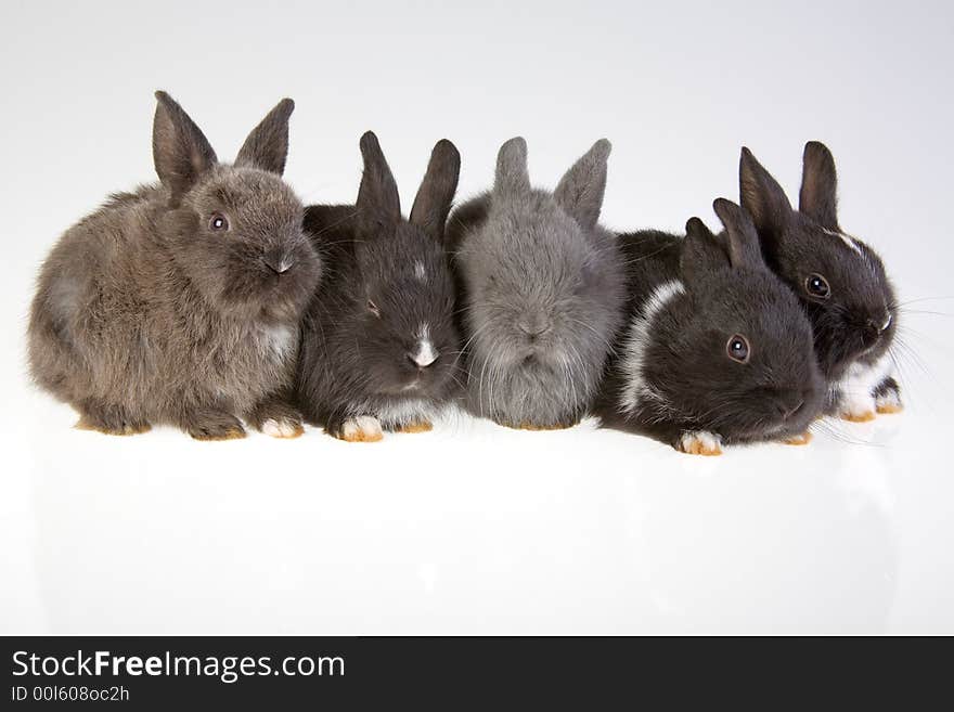 Five rabbit on the grey background