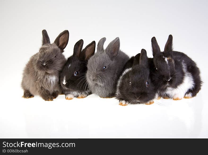 Five rabbit on the grey background