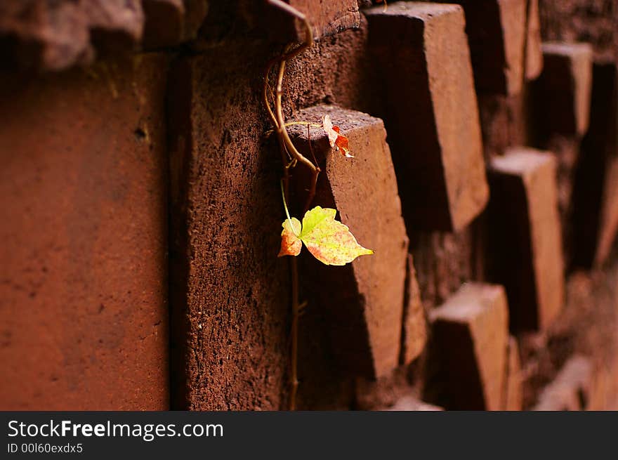 A vine with two leaves growing on the brick wall under sunlight gives a good contrast. A vine with two leaves growing on the brick wall under sunlight gives a good contrast