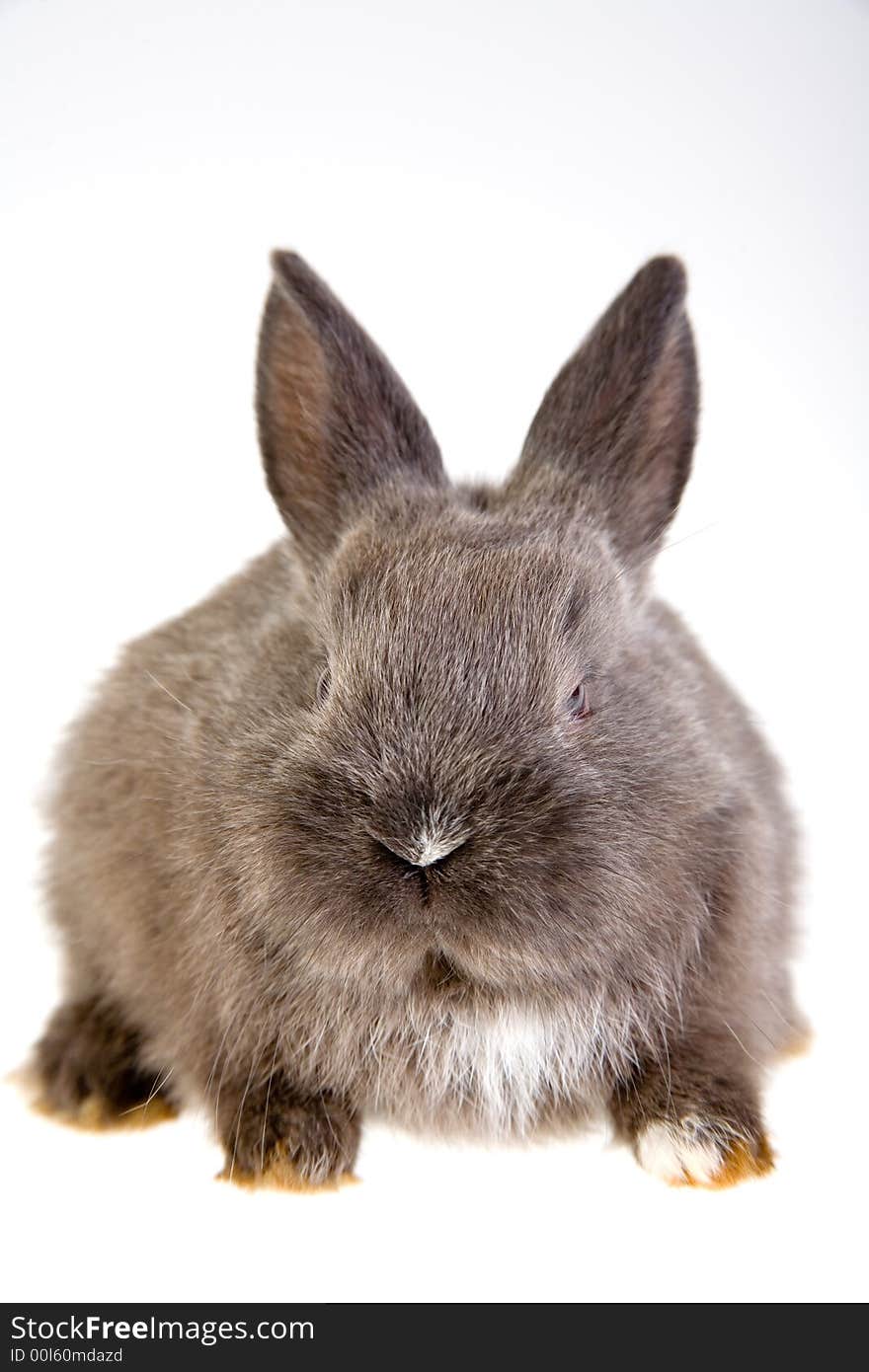 Grey bunny looking on the camera, isolated. Grey bunny looking on the camera, isolated