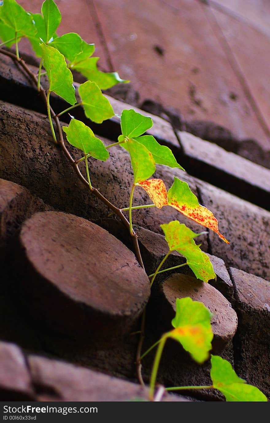 A vine with leaves growing on the brick wall under sunlight gives a good contrast. A vine with leaves growing on the brick wall under sunlight gives a good contrast