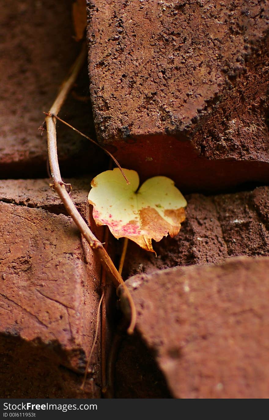 Leaves on a brick wall