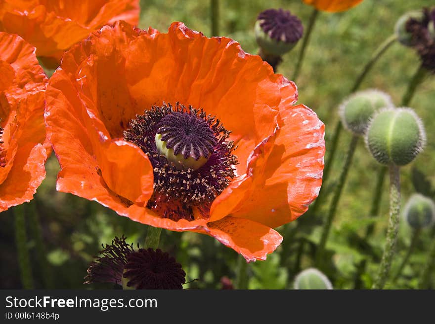 Poppies at daylight