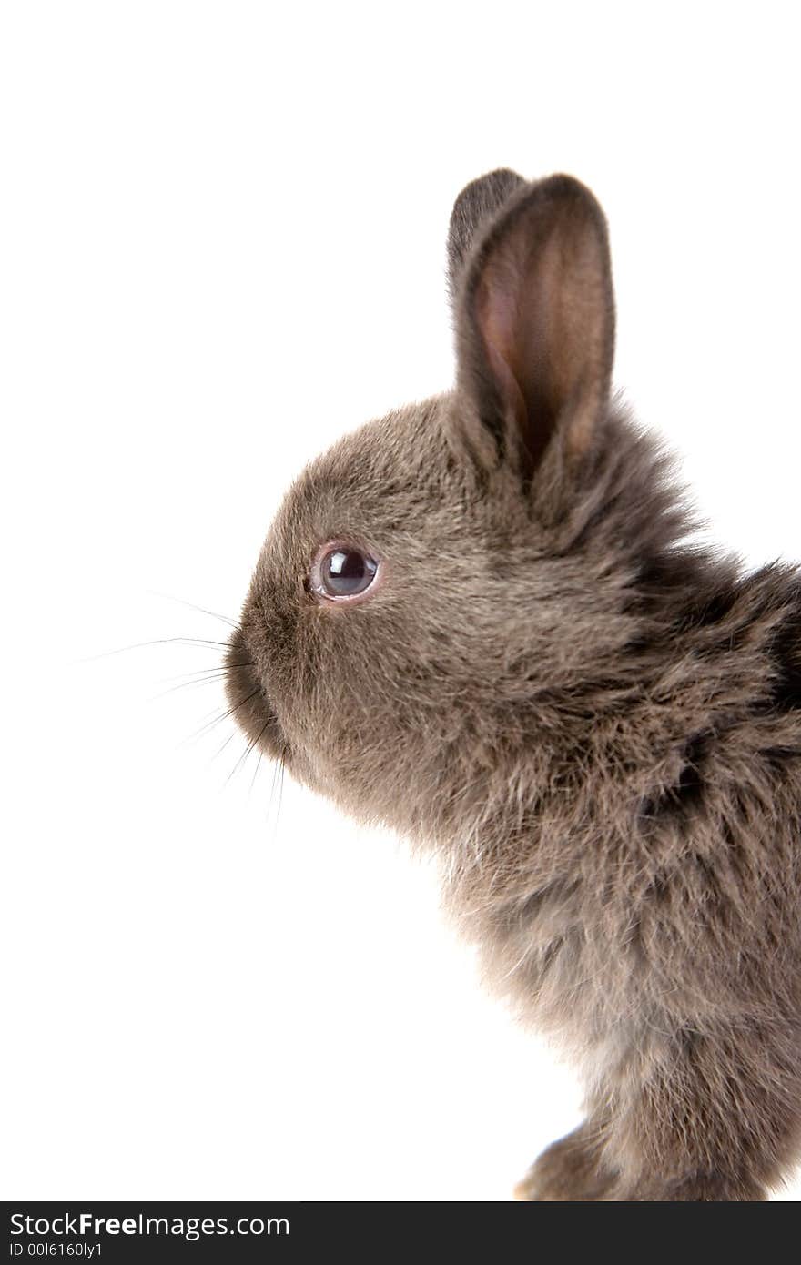 Grey bunny looking on the camera, isolated. Grey bunny looking on the camera, isolated