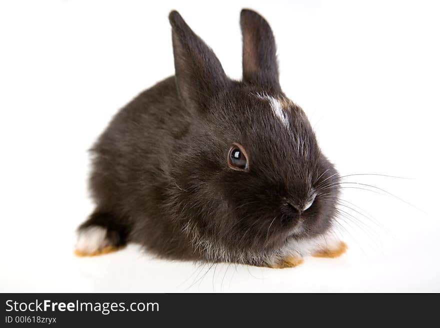 Black bunny, isolated on white