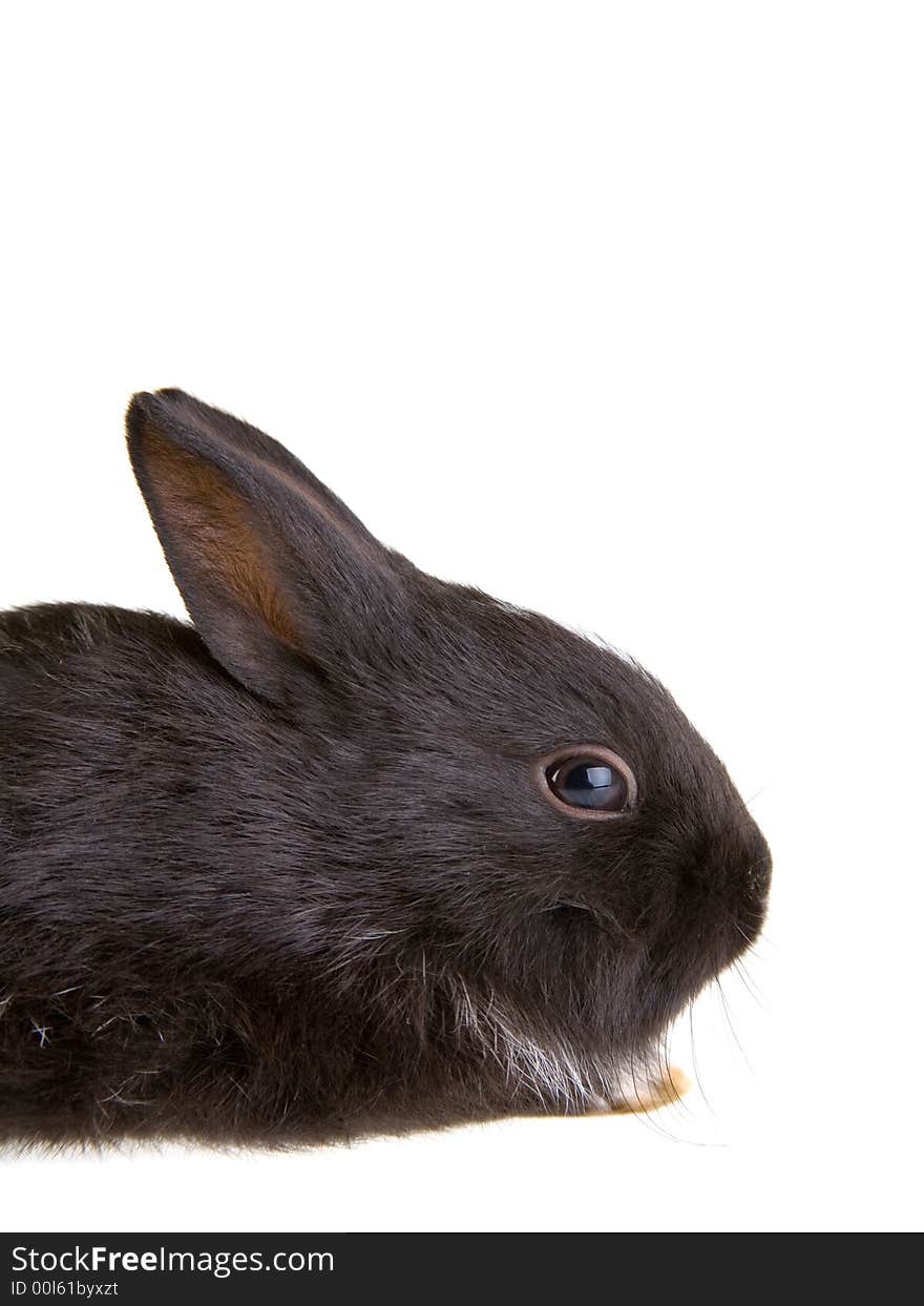 Black bunny, isolated on white