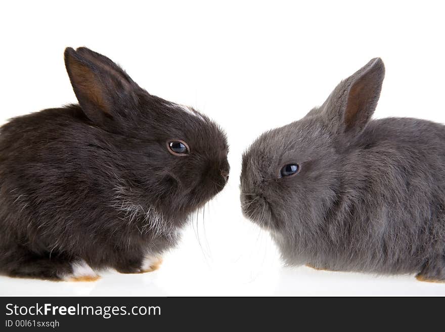 Two bunny