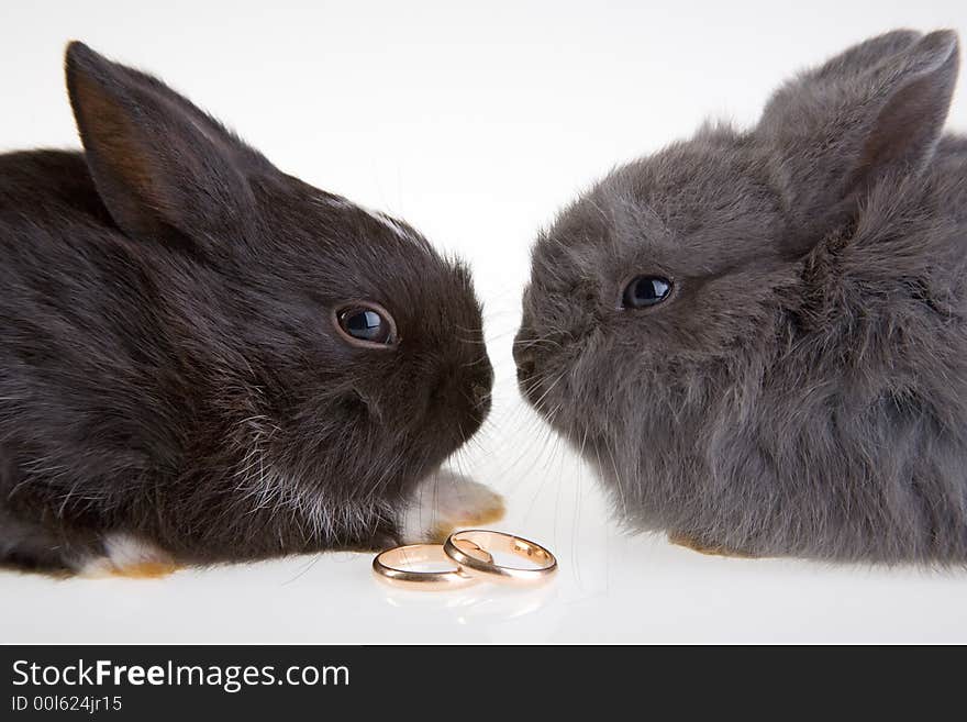 Two bunny and (grey and black) a wedding rings. Two bunny and (grey and black) a wedding rings