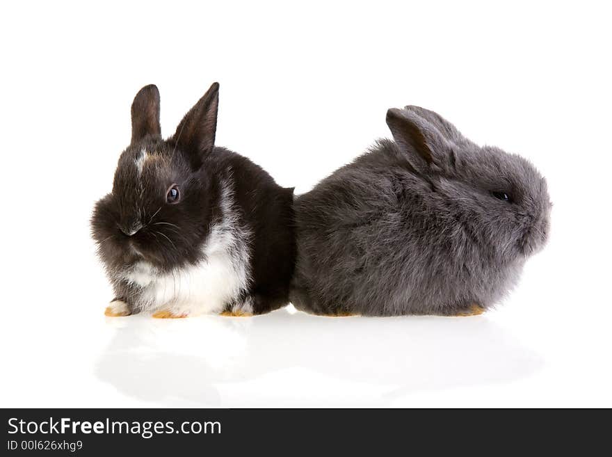 Two bunny