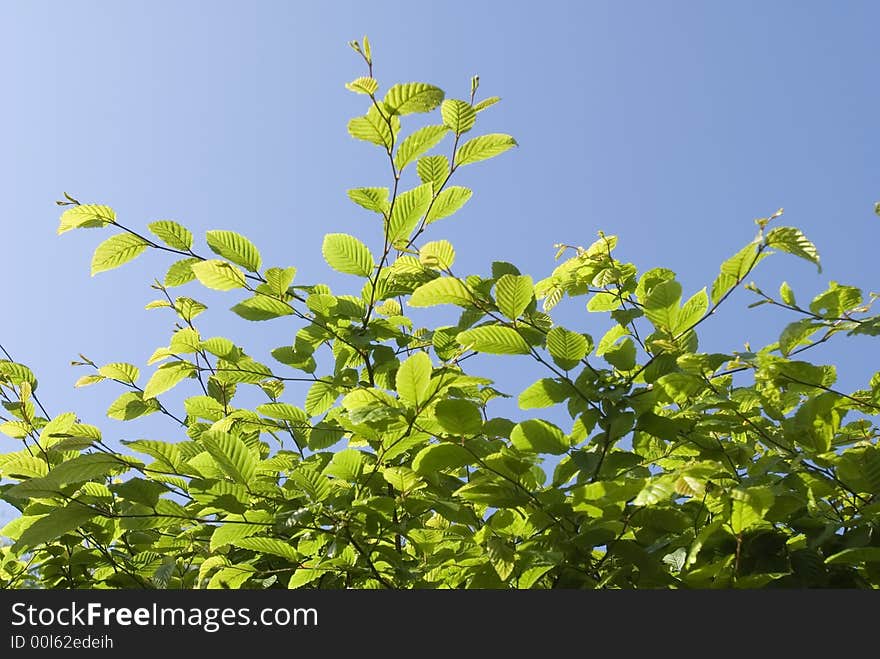 Leaves in morninglight, begin of a sunny day.