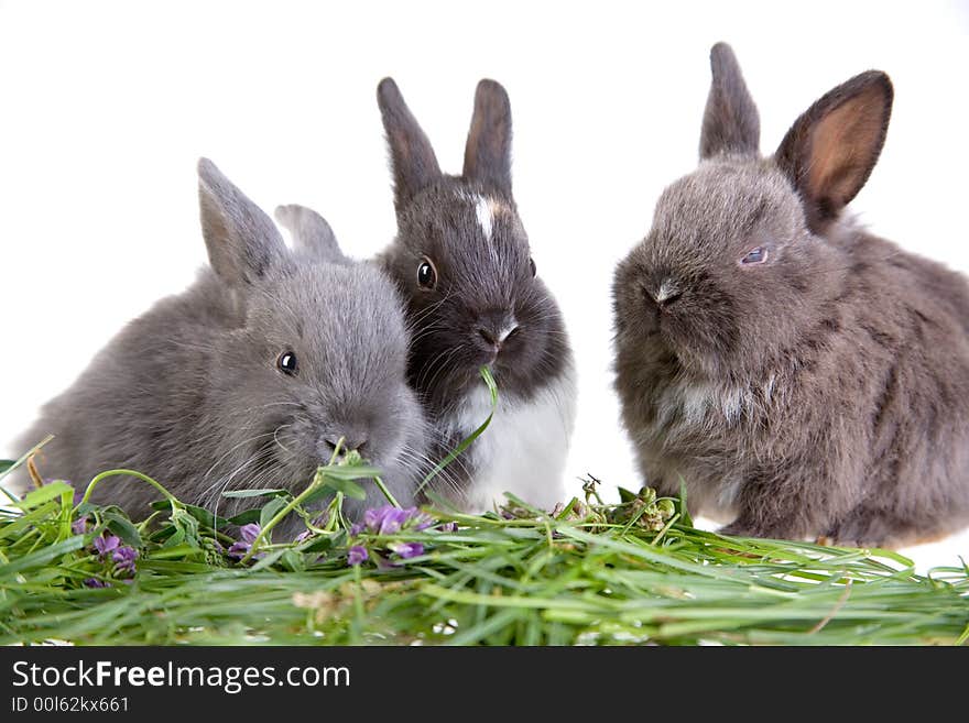 Three eating bunny, isolated on white