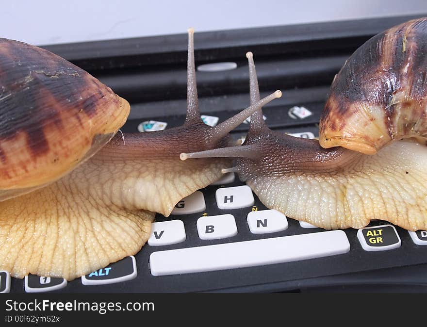 Snails and keyboard