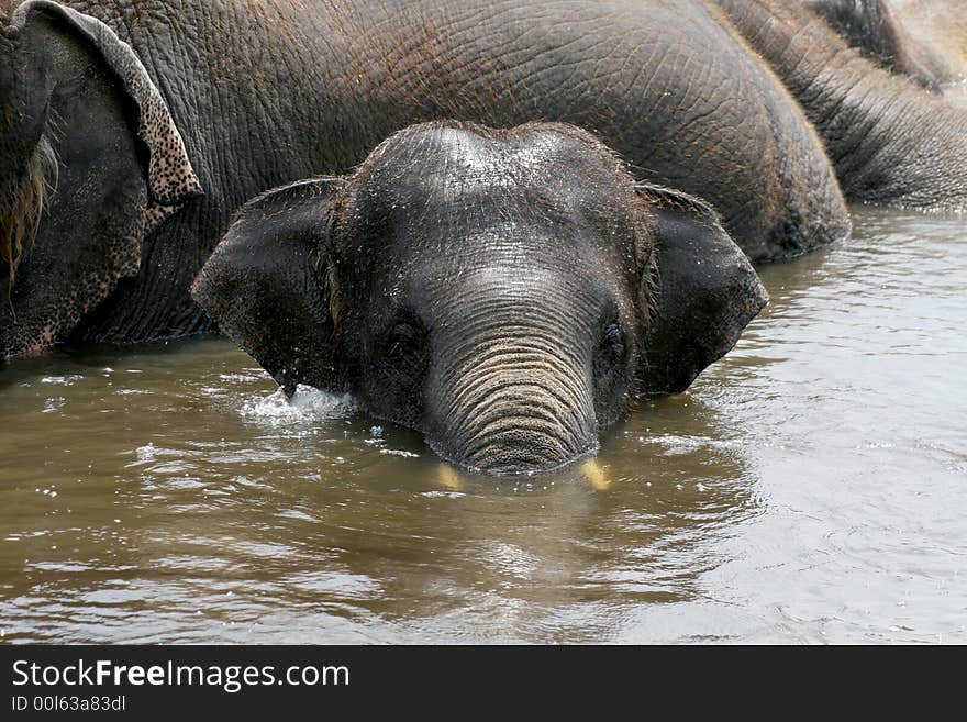 Young Elephant