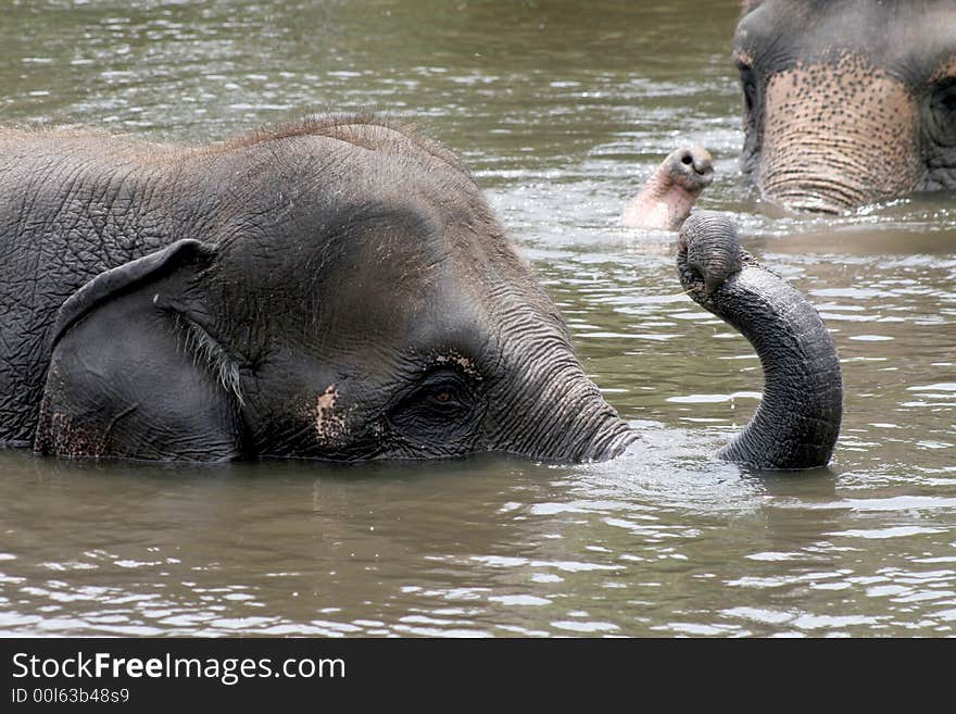 Young elephant