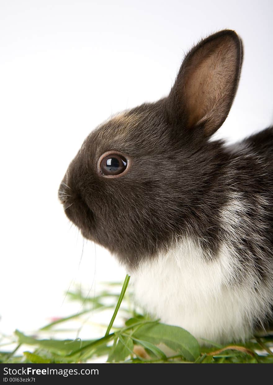 Bunny in the grass, isolated on white