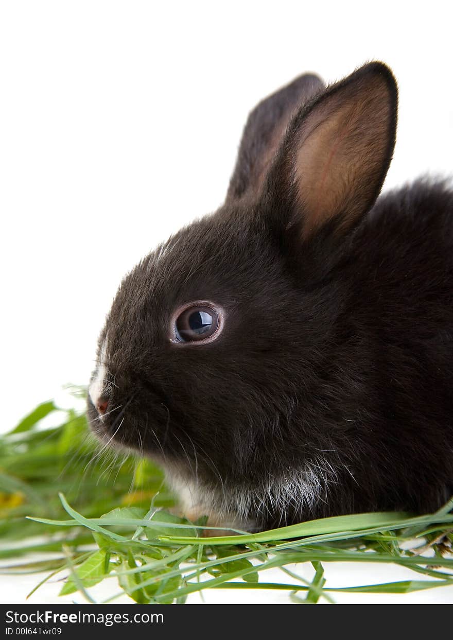 Bunny in the grass