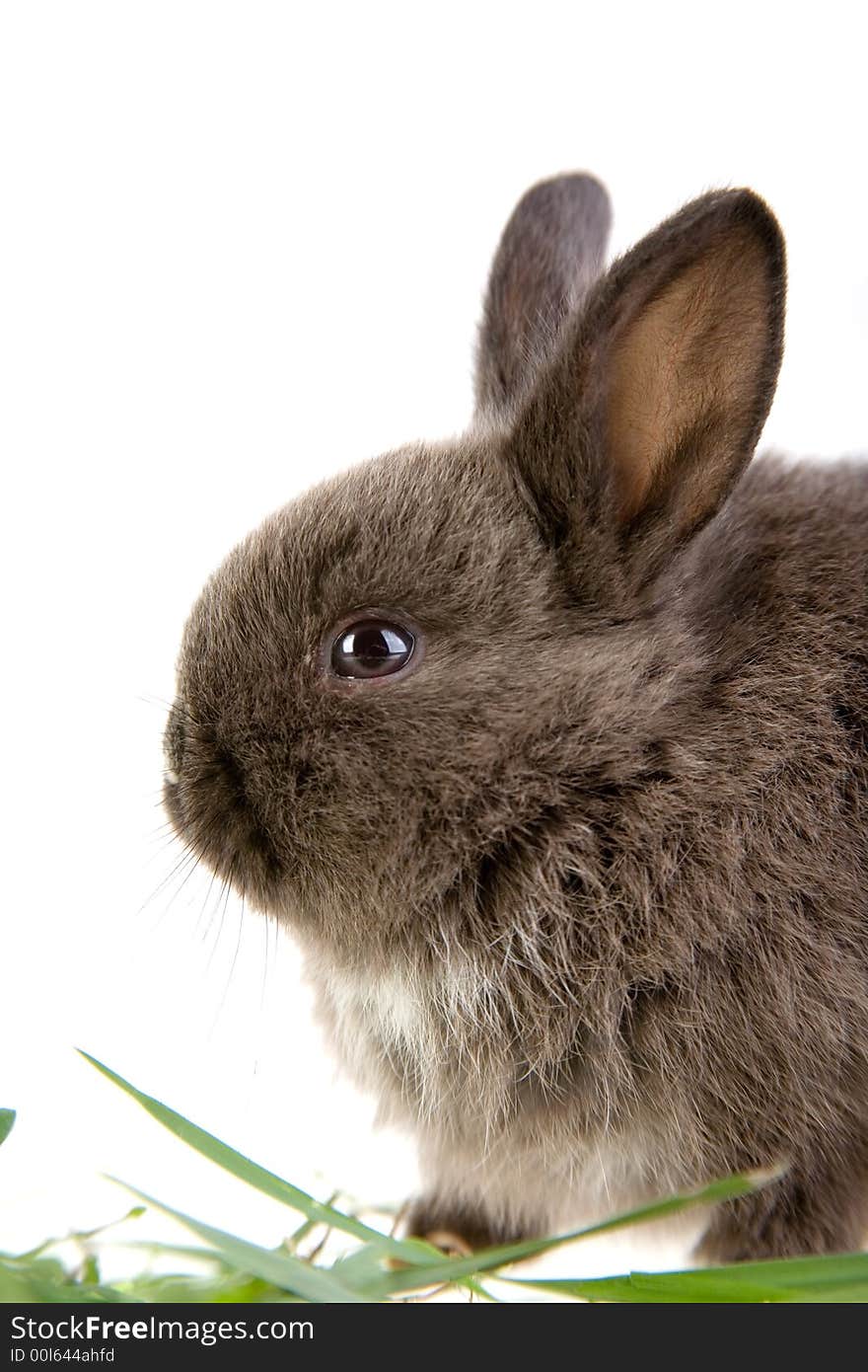 Bunny in the grass