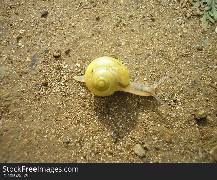 Snail with yellow shell