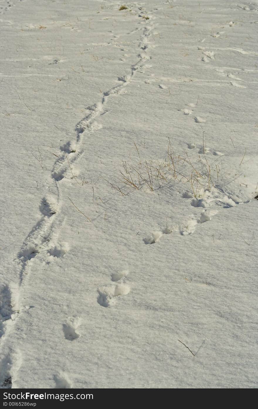 Footprints in snow