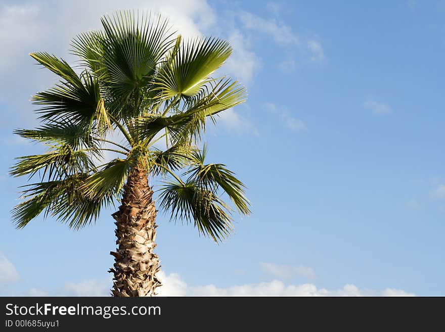 Palm tree with a blue sky