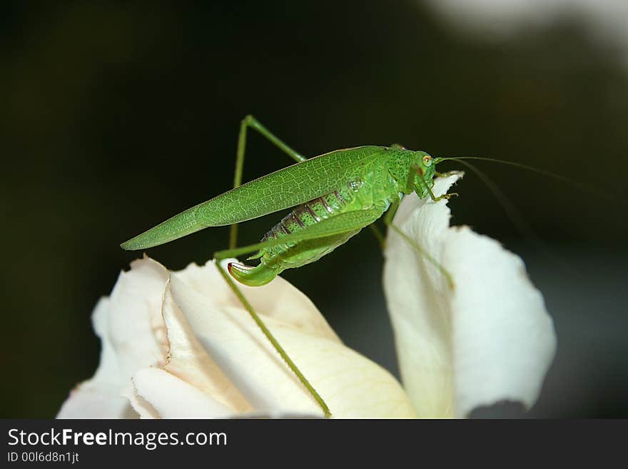 Grasshopper on a white rose