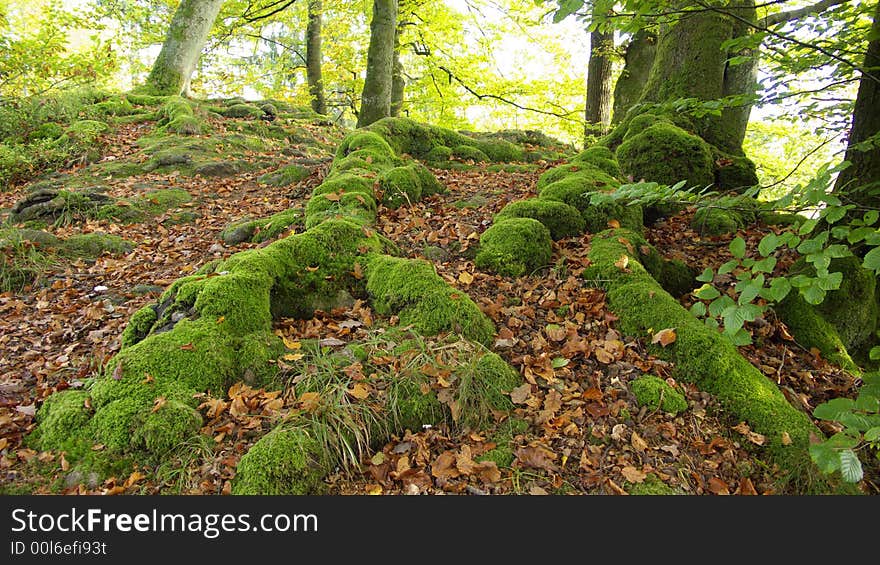 Roots of an old tree growing on a huge Rock