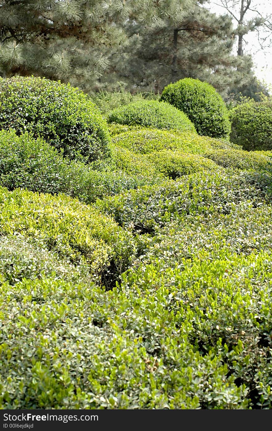 Trees in Green Dragon Temple