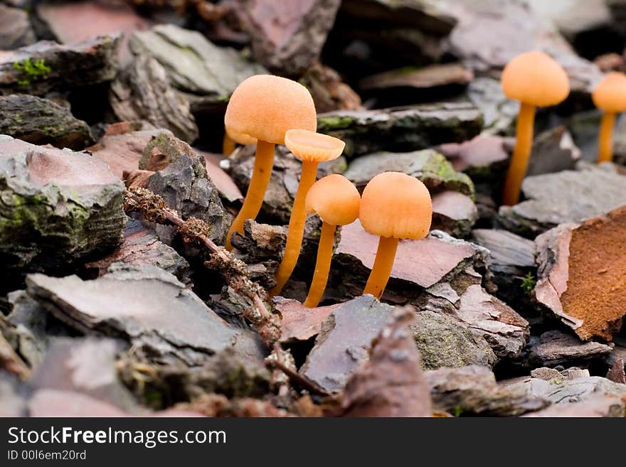 A couple of mushrooms grouped on a wood floor. A couple of mushrooms grouped on a wood floor