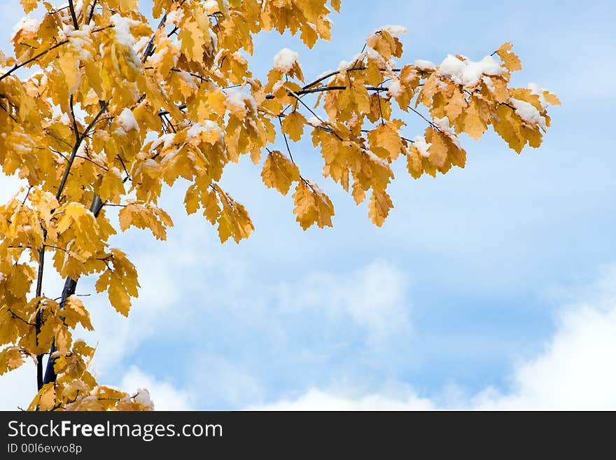 Autuman oak leaf on sky