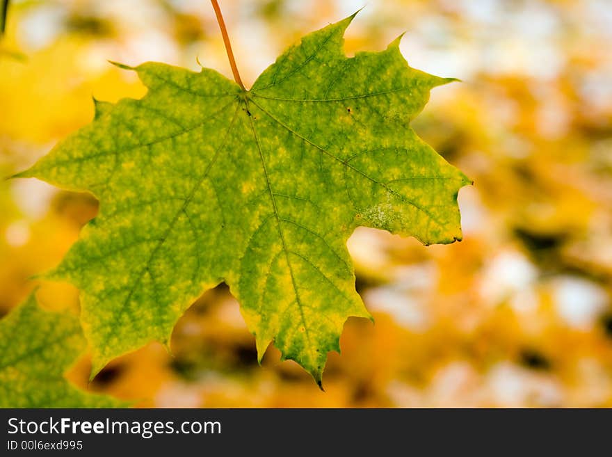 Autumn canadian maple green leaf. Autumn canadian maple green leaf