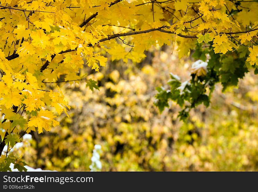 Autumn canadian maple yellow leaf. Autumn canadian maple yellow leaf