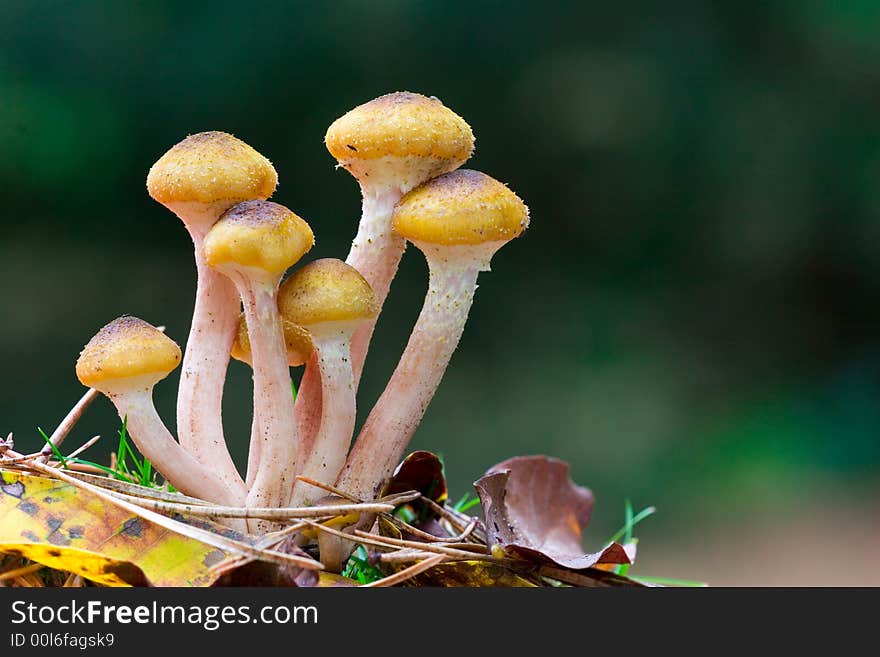 A bunch of tiny yellow mushrooms . A bunch of tiny yellow mushrooms .