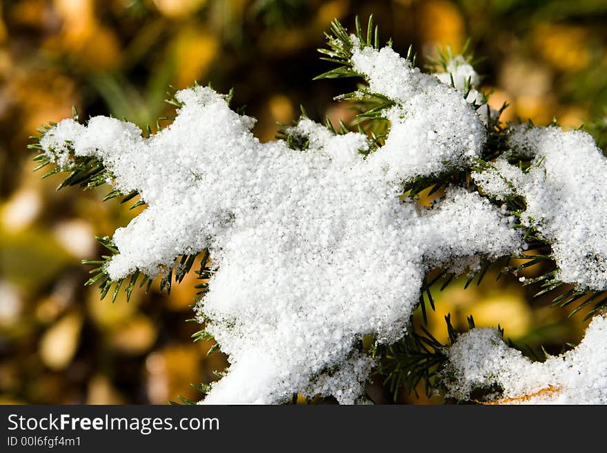 Fir branch in snow