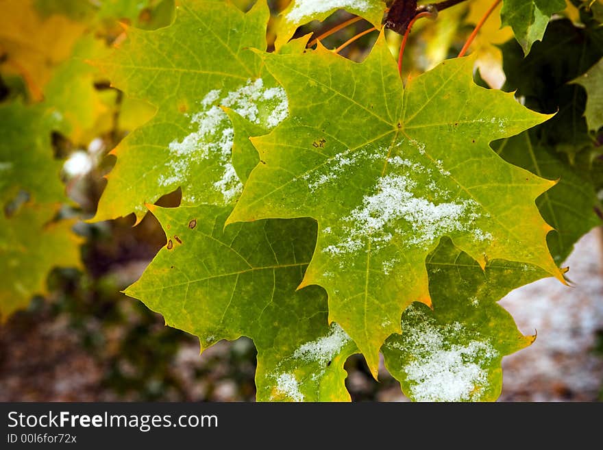 Autumn canadian maple green leaf. Autumn canadian maple green leaf