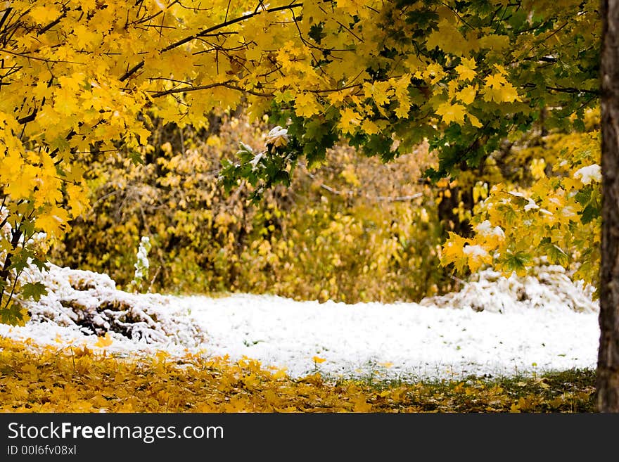 Autumn canadian maple yellow leaf. Autumn canadian maple yellow leaf