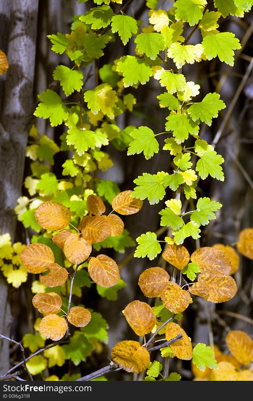 Autumn leaf background green and yellow