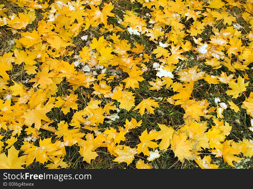 Autumn canadian maple yellow leaf. Autumn canadian maple yellow leaf