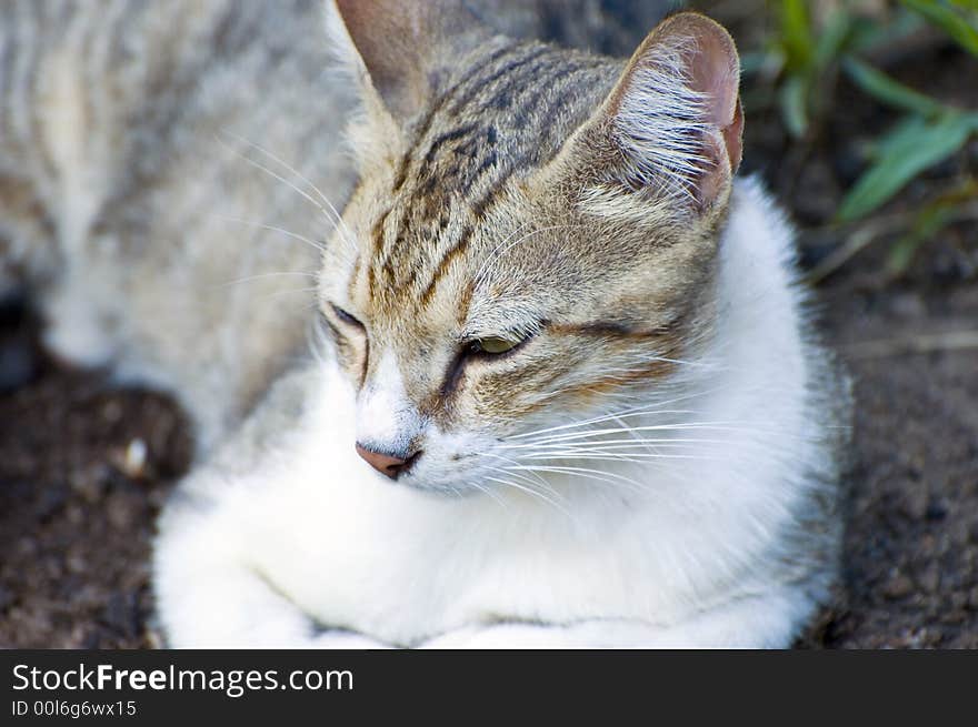 Brown white cat looking down